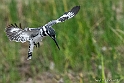 Pied Kingfisher_HBB2193